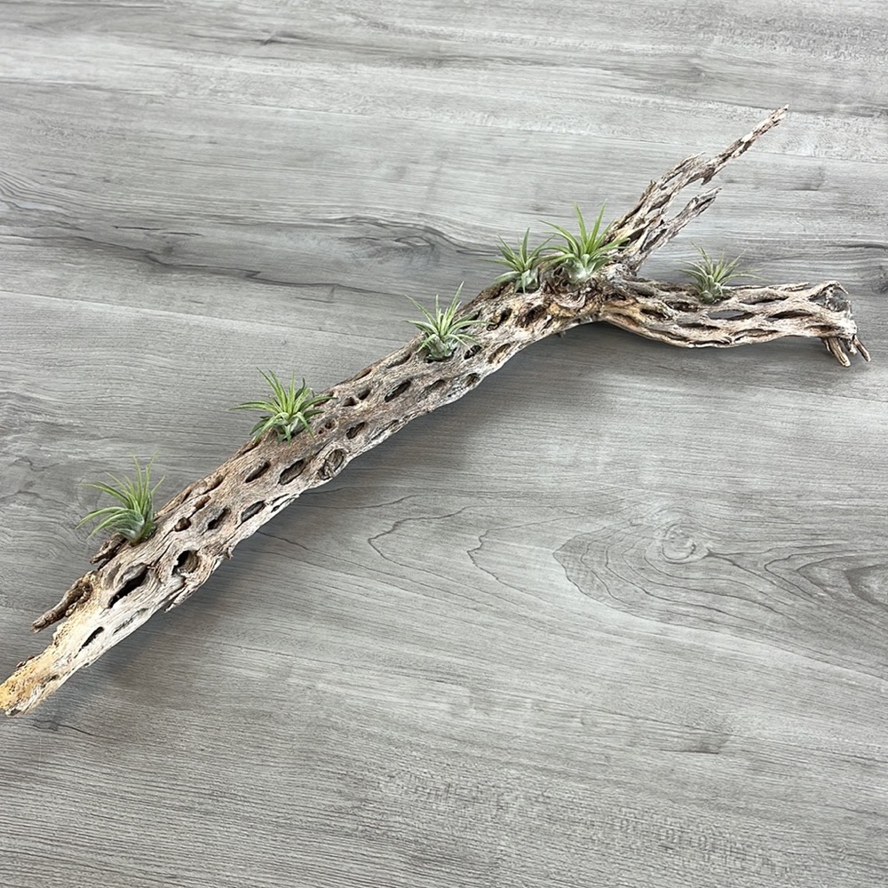 🔆AUR PLANT🔆 DRIED CACTUS DECORATION - Picture 6 of 12